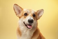 息子の成長記録を撮影　身長を抜かれたくないコーギーの行動に爆笑