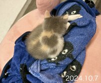 【予想外】パヤ毛の子猫の「ハート模様」が5ヶ月後には…向きが変わってた！驚きの成長に4.2万いいね