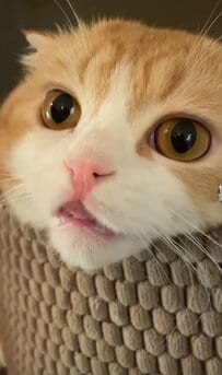 振り向いたその表情に釘付け！　猫の仕草に思わずほっこり