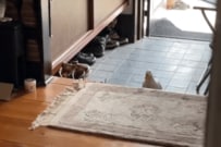 玄関の段差を飛び越えようとしたアヒル　「少し情けない姿」に癒される人が続出