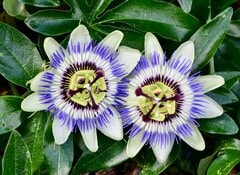 電気代の節約に【グリーンカーテン】今が植えどきの《つる植物》8選！初心者さんも育てやすい