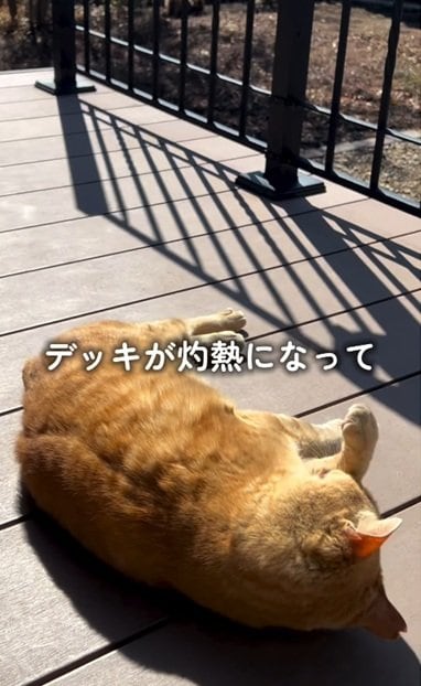 投稿の画像