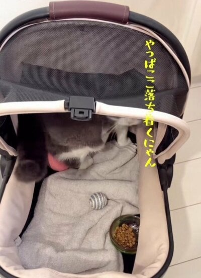 やっぱりキャリーケースが落ち着く