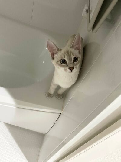 まん丸おめめがキレイ