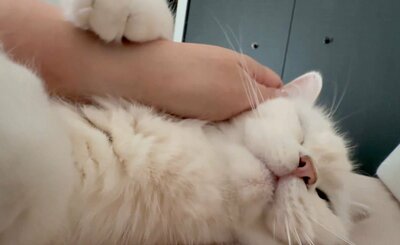 添い寝をするももくん