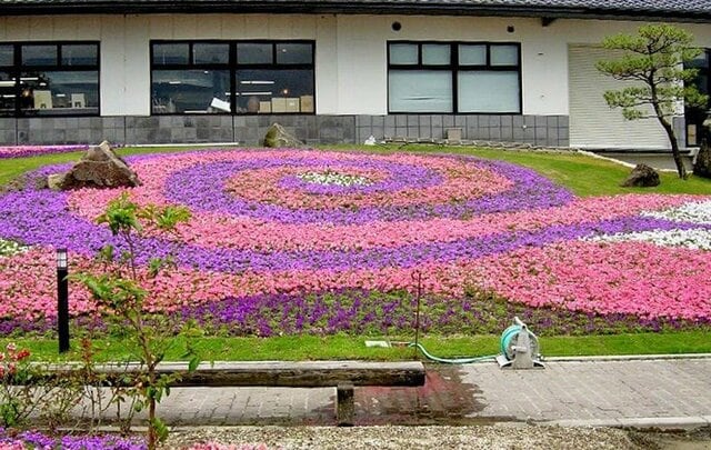 雑草対策なら「今が植えどき」春～晩秋ずっと花咲くグランドカバー《タピアン》の魅力＆育て方
