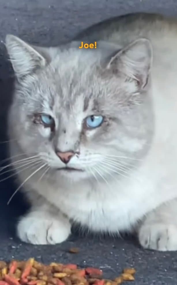 【動物レスキュー】人間嫌いだった野良猫が…新しい家族とゆっくりと打ち解けて懐く姿に涙