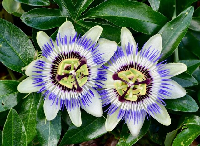 電気代の節約に【グリーンカーテン】今が植えどきの《つる植物》8選！初心者さんも育てやすい