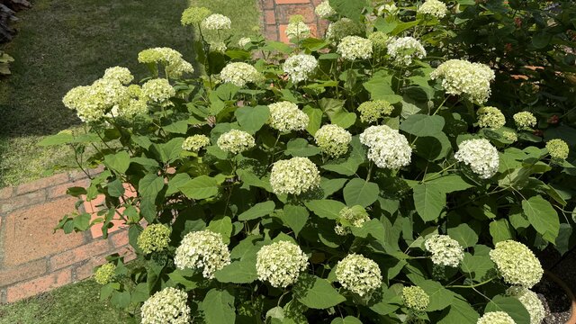 20年ずっと植えっぱなし！お手入れ簡単＆初心者にもおすすめのアジサイ〈低木アナベル〉半日陰でも美しい花が咲きます