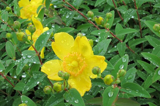 【いま見頃】良い香りや大輪も！アジサイだけじゃない《初夏の低木5選》
