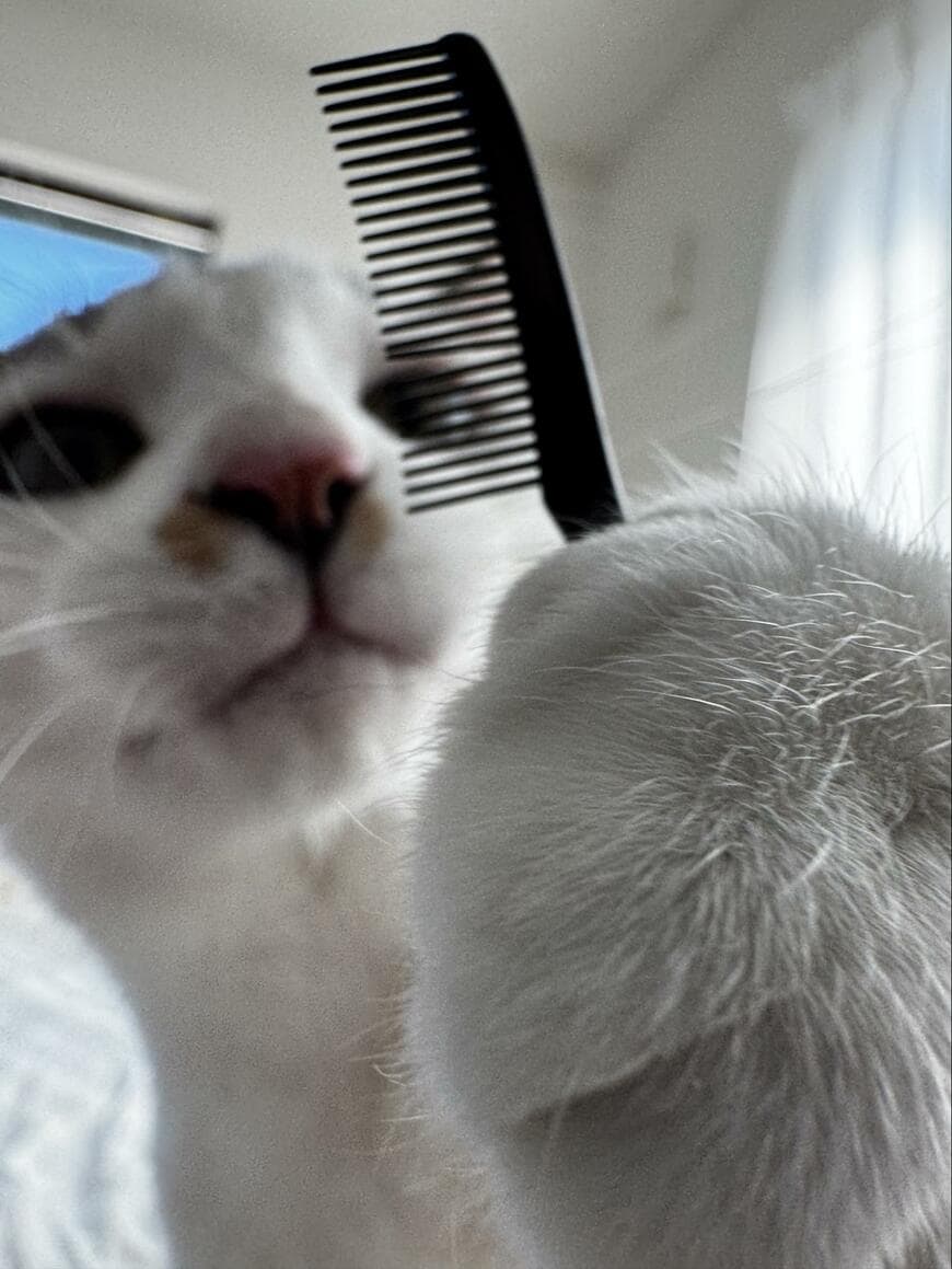 コームを持つ（？）猫さん→前髪を見ると…まさかの仕上がりに反響