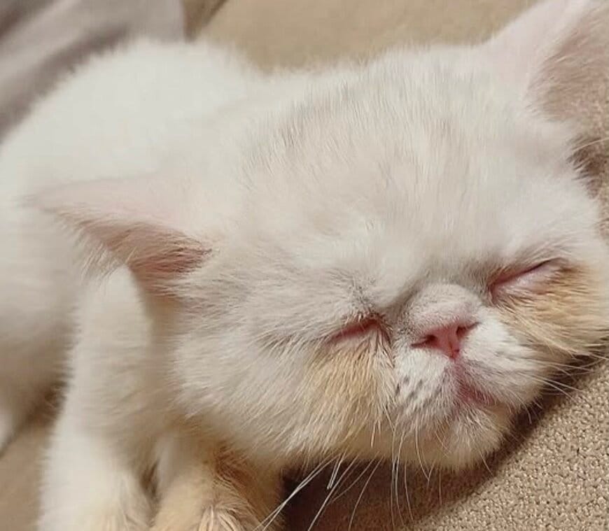 「しょぼん顔」が定番の猫ちゃん→ご飯の時間だけ別猫に！？その変化に「可愛い」の声