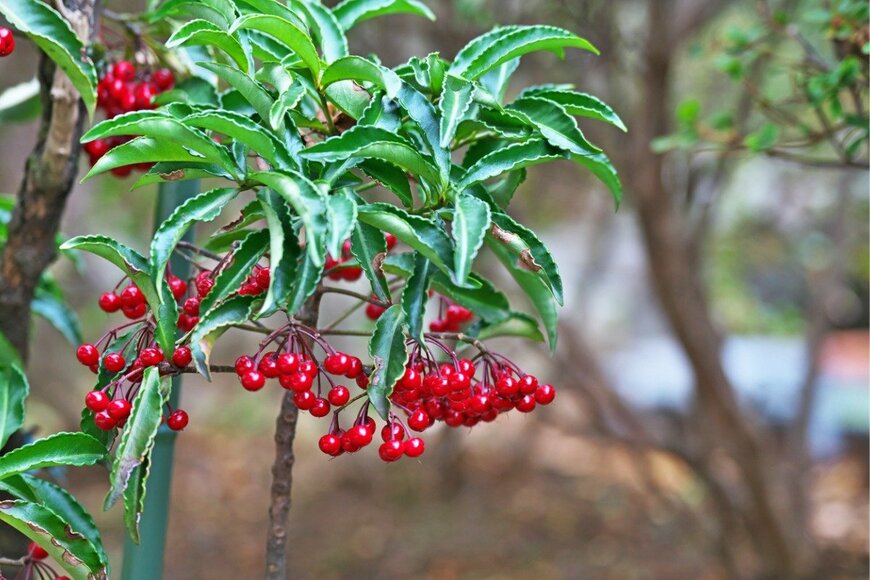 igaguri_1/istockphoto.com