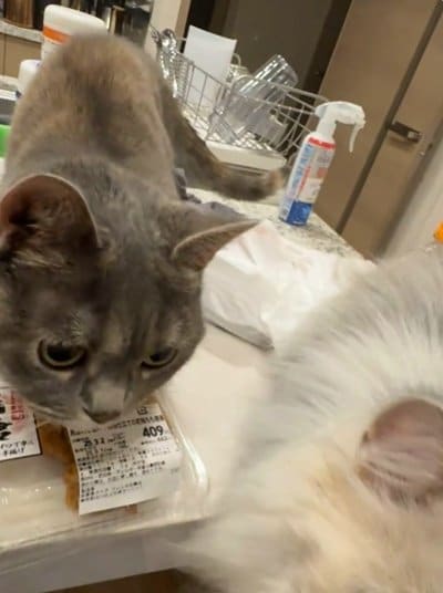 出所：＠chikuwa20210603