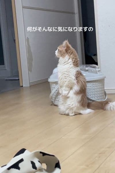 出所：＠maruta_hanakuso