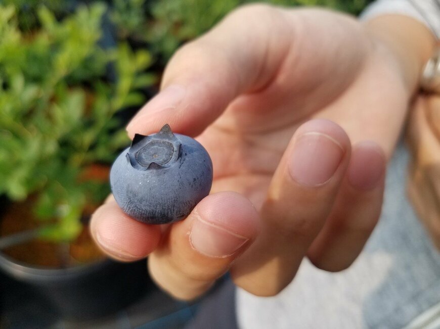 大粒のブルーベリー（筆者撮影、以下同）