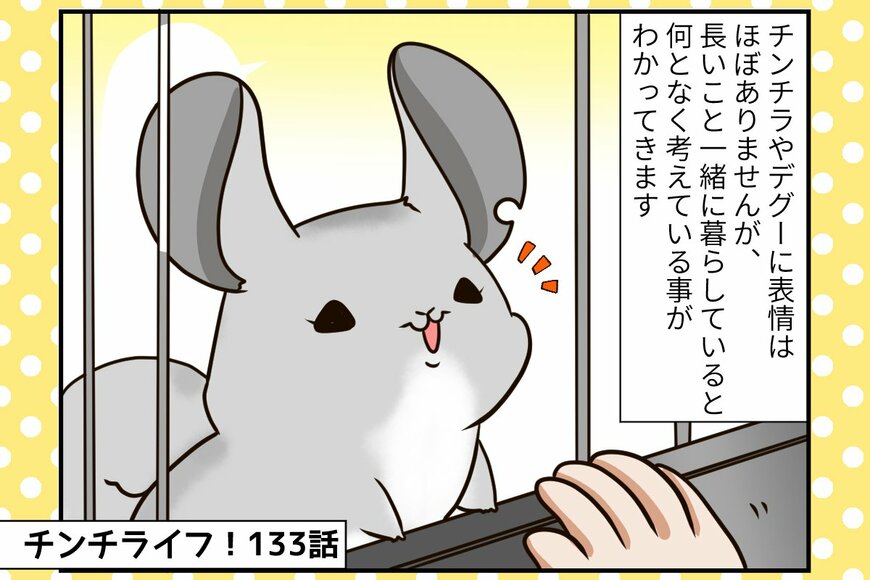 チンチラの「おみくじ」がご飯を食べない？病院で診てもらうことに【チンチライフ133話】