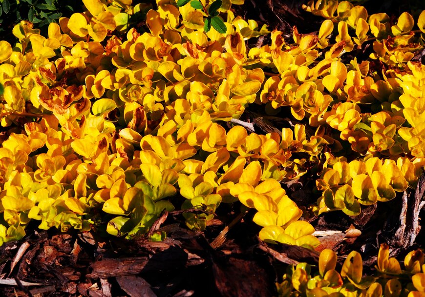 AnnaGTS/shutterstock.com