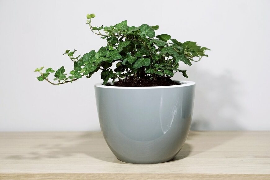 Dentan/Shutterstock.com