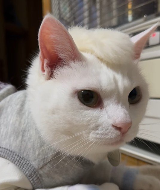 【ヘアーモデル猫】やんちゃヘアがかわいい猫ちゃんに話題集中！「この髪型でお願いします」