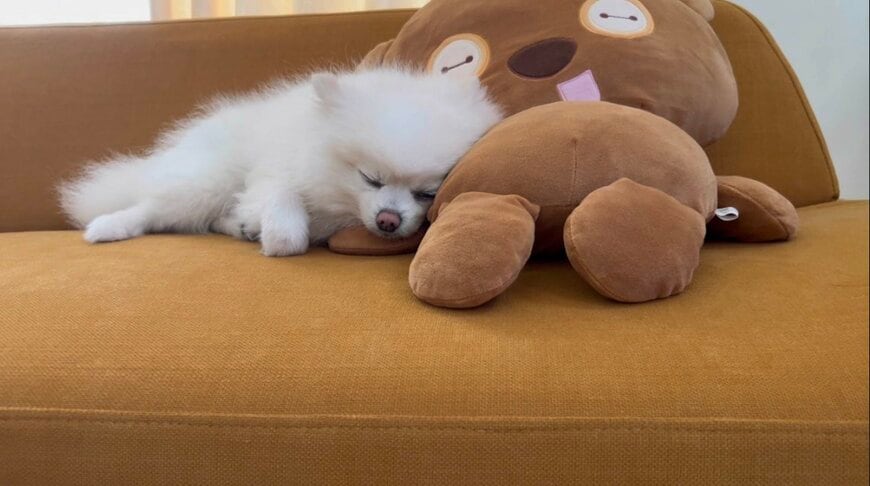 出所：@boku_ponchan