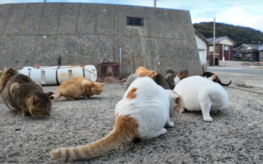 出所：@ImpressedCatVideo 