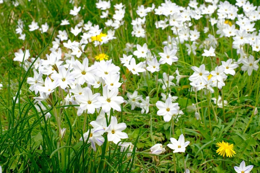 shepherdsatellite/shutterstock.com