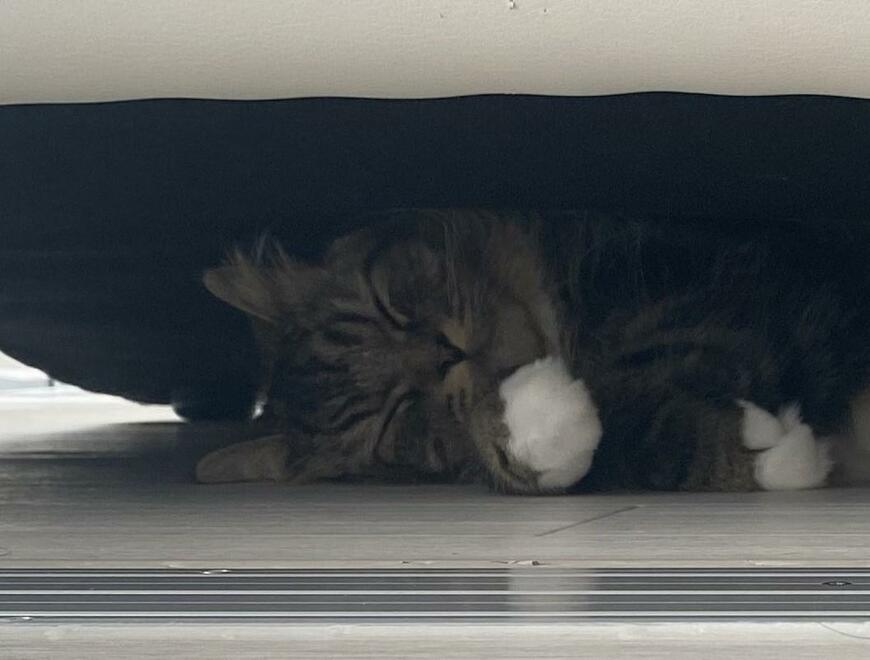 出所：@meltube_cat