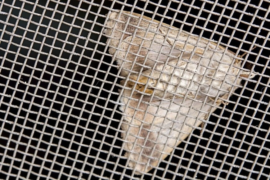 「モスラみたいなの来た」家の窓に現れた謎の生物　儚い正体に「神々しい」「凄い生き物ですよね」