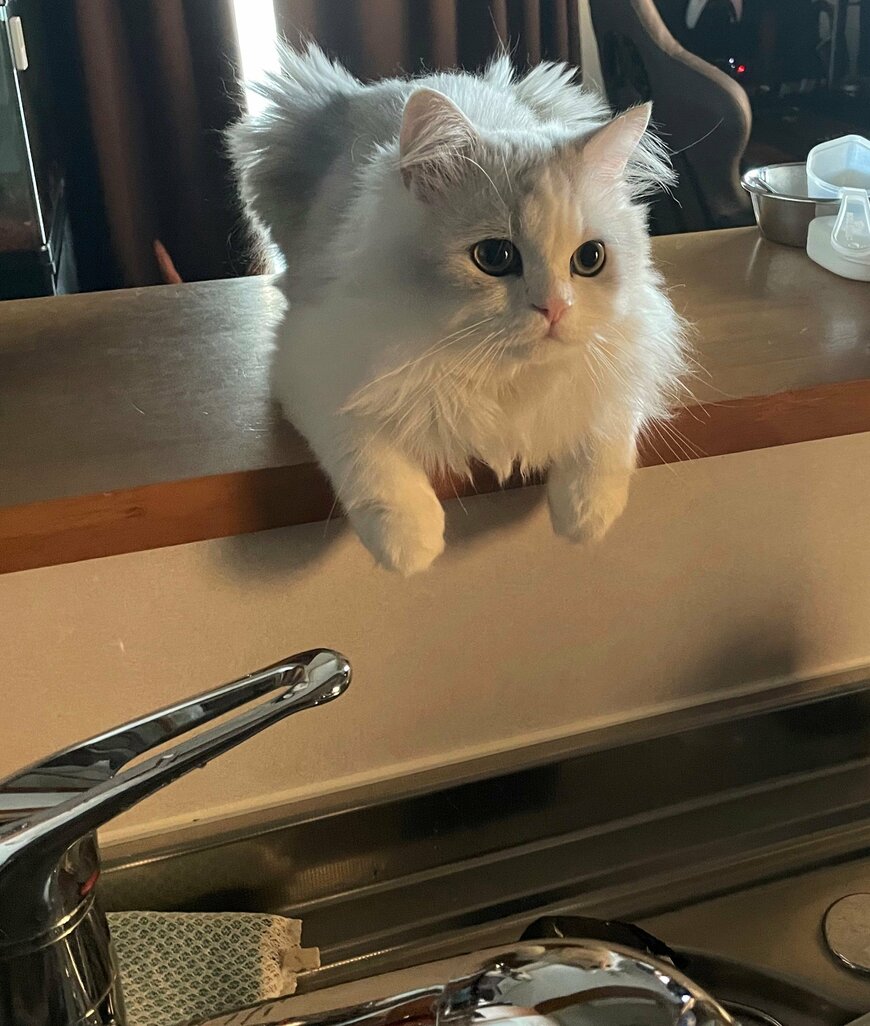 出所：@NEKOLAND13