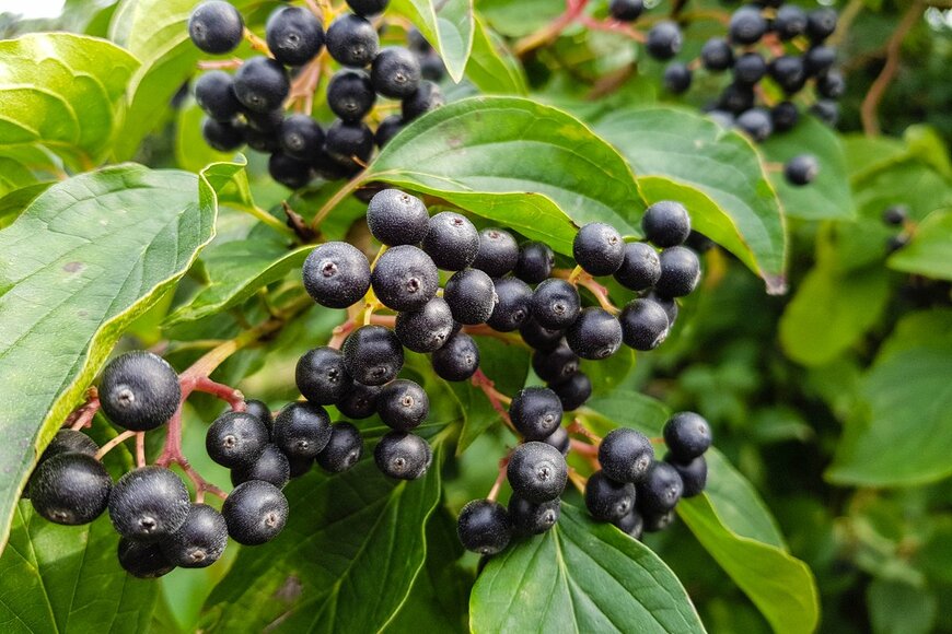 Steidi/shutterstock.com