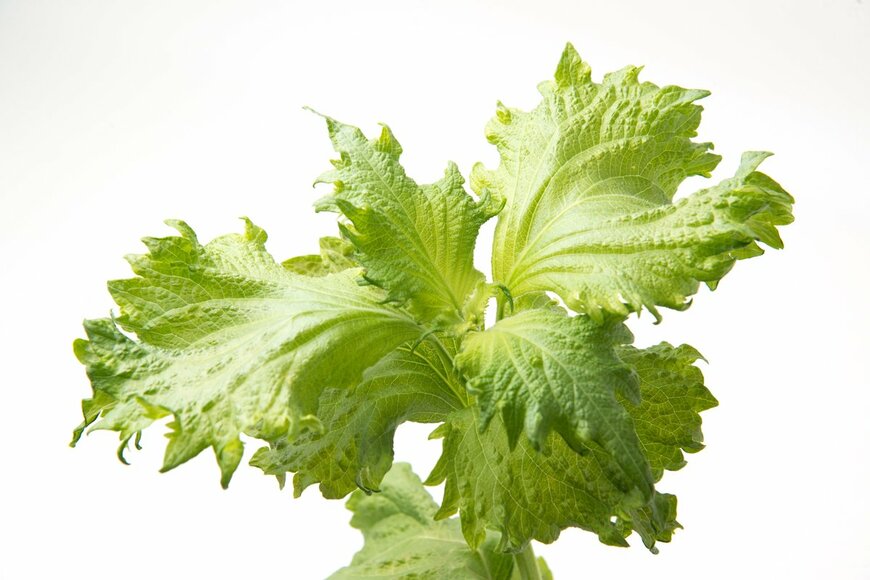 Atsushi Hirao/Shutterstock.com