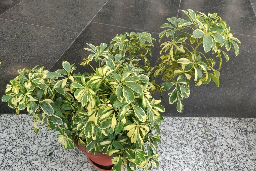 Richa Manglik/istockphoto.com