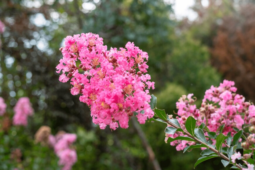 Lena_viridis/shutterstock.com