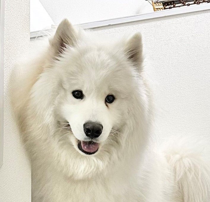 出所：@samoedsoran