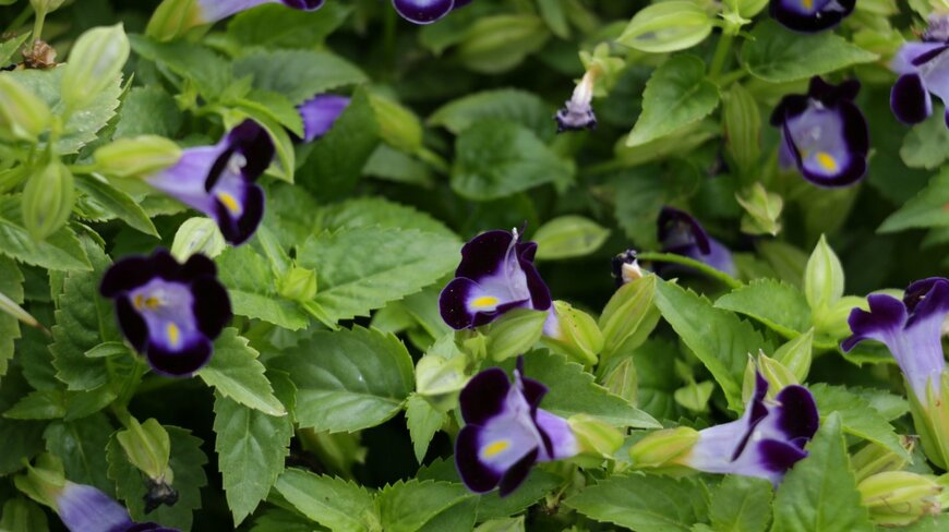 トレニア　Peace-loving/shutterstock.com