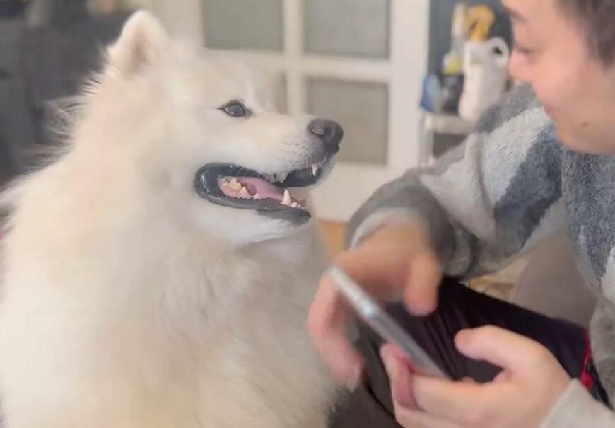 出所：@samoedsoran