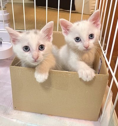 出所：@amlaco_sub