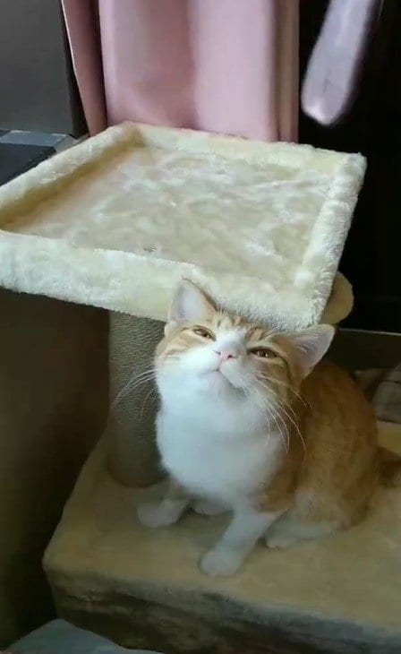 出所：@mero627puri914