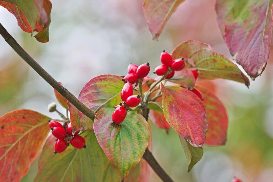 igaguri_1/istockphoto.com