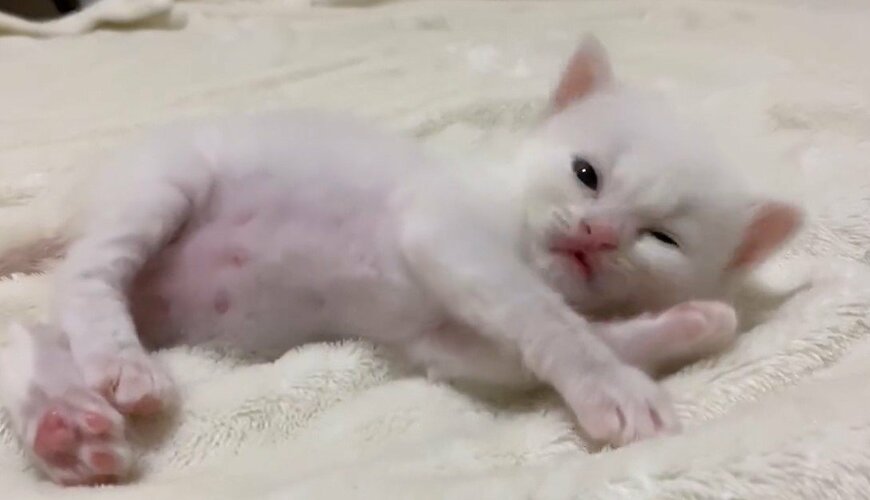 出所：@meltube_cat