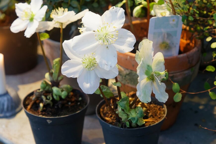 Hans Christiansson/istockphoto.com