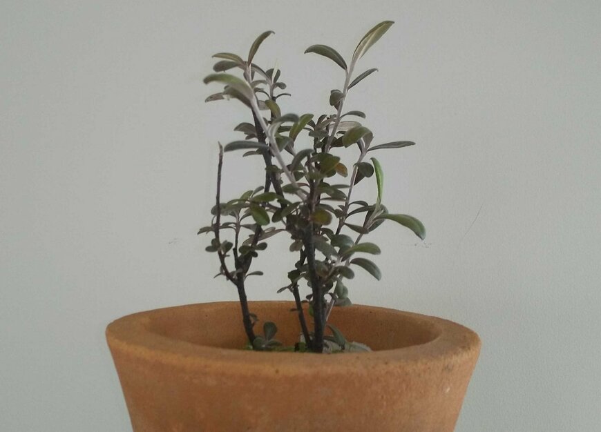 コロキア フロステッドチョコレート（LIMO編集部）