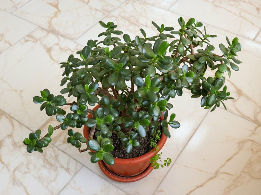                                                         Ludmila Talmazan/shutterstock.com