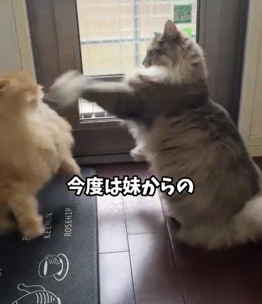 出所:@cat.kinakomochi