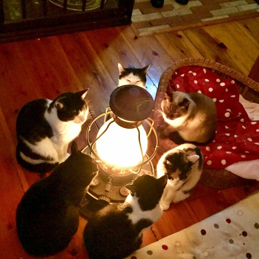ストーブを中心に集まる熊沢さん宅の猫たち