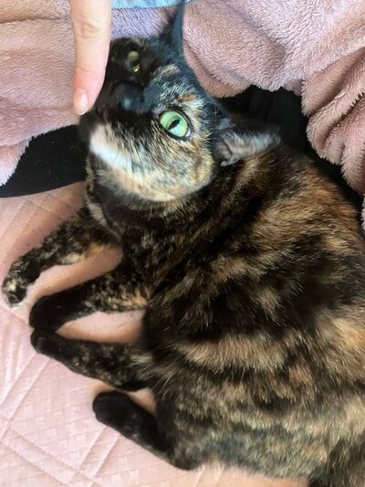 出所：@TTomoecarl