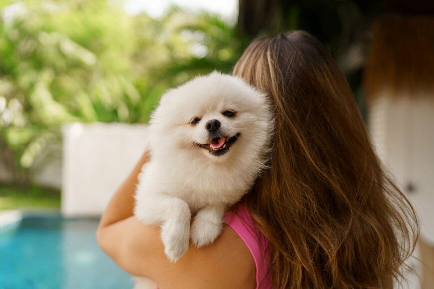 【かなり頼れそう】自宅のリビングでくつろぐ犬　めちゃくちゃ「話を聞いてくれる感」がとんでもないと話題