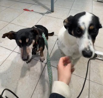 怪我を負った犬を保護→しかし、先住犬は飛び掛かり…　2匹が仲良くなるまでの軌跡に「諦めないでくれてありがとう」