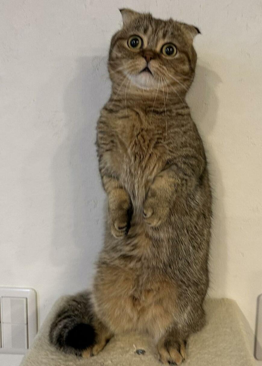 出所：@ponpokopontanu